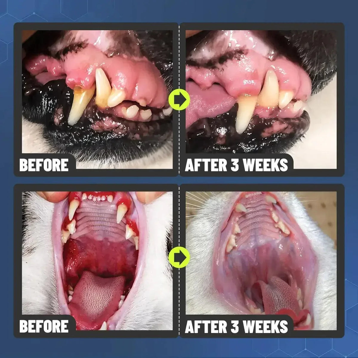 FOMONEST Dental Spray – Stop Bad Breath & Tartar at the Source